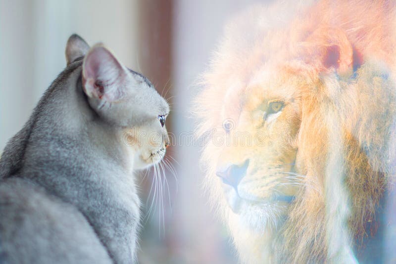 De kat die spiegel bekijken en ziet zich als leeuw Zelfachting of wensconcept