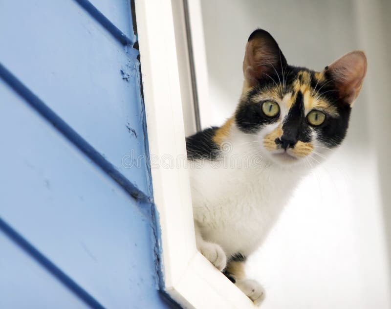 De Kat die van het calico uit Venster leunt stock foto's De Kat die van het calico uit Venster leunt stock foto's
