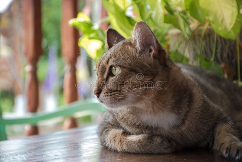 De kat kijkt aan uit deur stock afbeeldingen De kat kijkt aan uit deur stock afbeeldingen