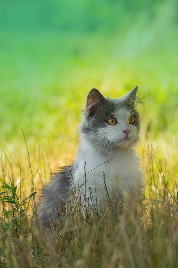 De kat naar buiten brengen zodat hij de smaak van vrijheid kan voelen en frisse lucht in de tuin kan inademen royalty-vrije stock fotografie De kat naar buiten brengen zodat hij de smaak van vrijheid kan voelen en frisse lucht in de tuin kan inademen royalty-vrije stock fotografie