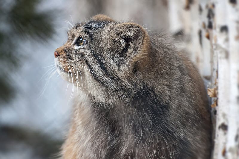 De kat Otocolobus die van Pallas manul in de weiden en montane de steppen van Centraal-Azi? leven Portret van een leuk bont wild royalty-vrije stock foto De kat Otocolobus die van Pallas manul in de weiden en montane de steppen van Centraal-Azi? leven Portret van een leuk bont wild royalty-vrije stock foto