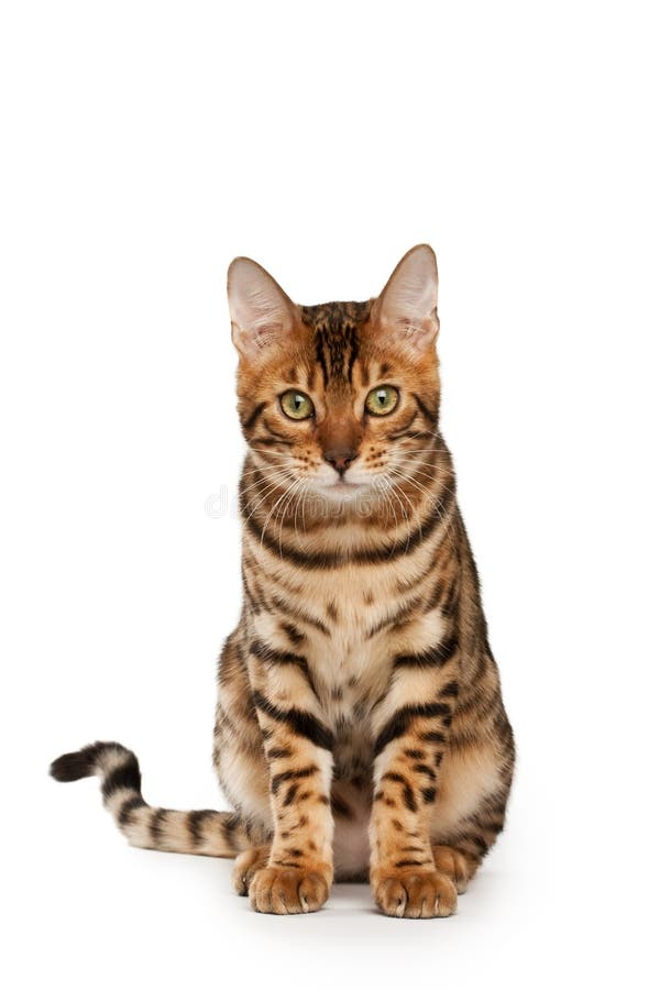 De kat van Bengalen De kat van Bengalen