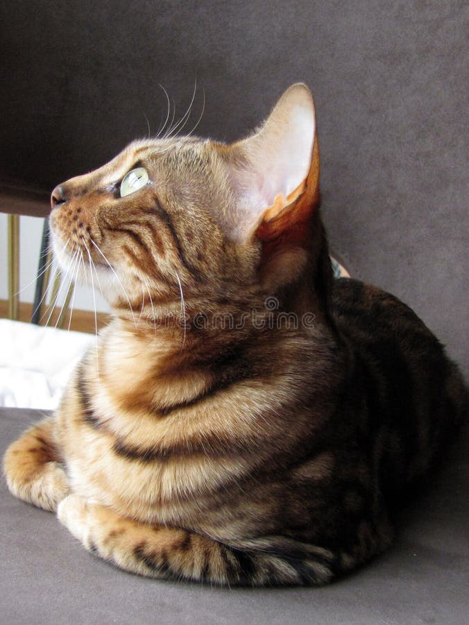 De kat van Bengalen: thuis genomen hoofd royalty-vrije stock foto De kat van Bengalen: thuis genomen hoofd royalty-vrije stock foto