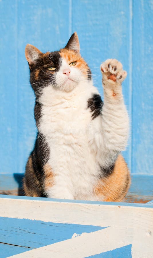 De kat van het calico het spelen met haar poot in de lucht royalty-vrije stock afbeeldingen De kat van het calico het spelen met haar poot in de lucht royalty-vrije stock afbeeldingen