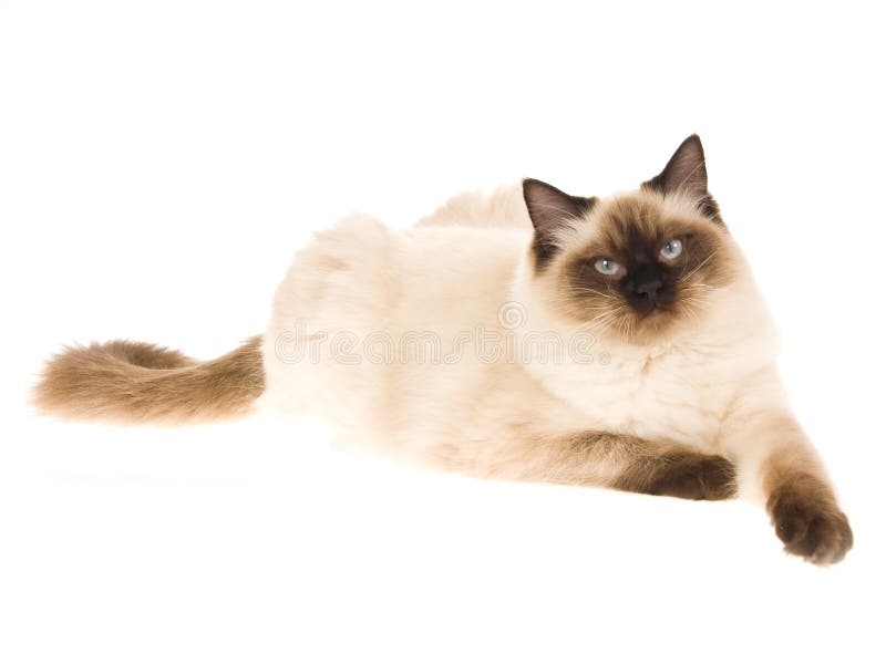 De kat van het puntRagdoll van de verbinding op witte achtergrond royalty-vrije stock foto's De kat van het puntRagdoll van de verbinding op witte achtergrond royalty-vrije stock foto's