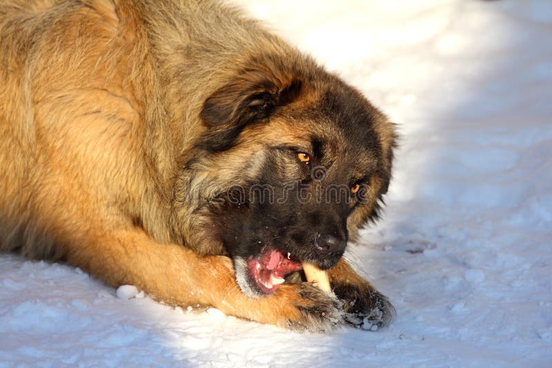 De Kaukasische hond die van de Herder been eet royalty-vrije stock foto De Kaukasische hond die van de Herder been eet royalty-vrije stock foto