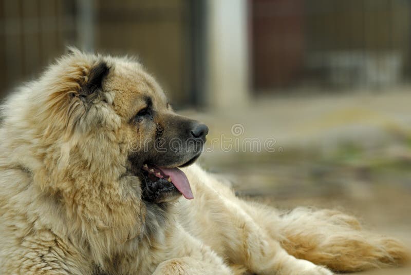 Kaukasische Herdershond stock afbeelding