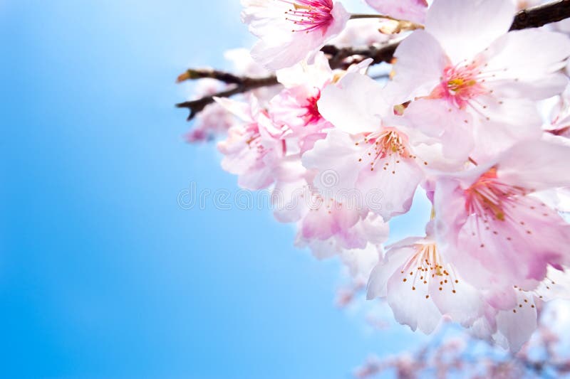 De kers van de lente komt close-up, roze en witte flo tot bloei royalty-vrije stock foto's De kers van de lente komt close-up, roze en witte flo tot bloei royalty-vrije stock foto's