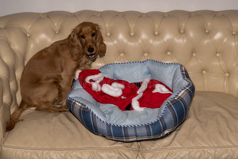 De kerstman kleedde pasgeboren Kerstmis van de puppyhond royalty-vrije stock foto's De kerstman kleedde pasgeboren Kerstmis van de puppyhond royalty-vrije stock foto's