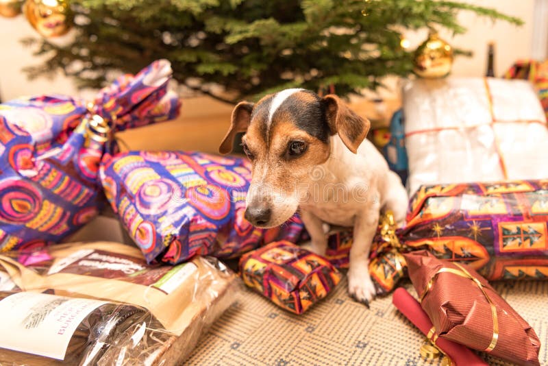 De Kerstmishond met mandgiften en stelt voor royalty-vrije stock foto's De Kerstmishond met mandgiften en stelt voor royalty-vrije stock foto's