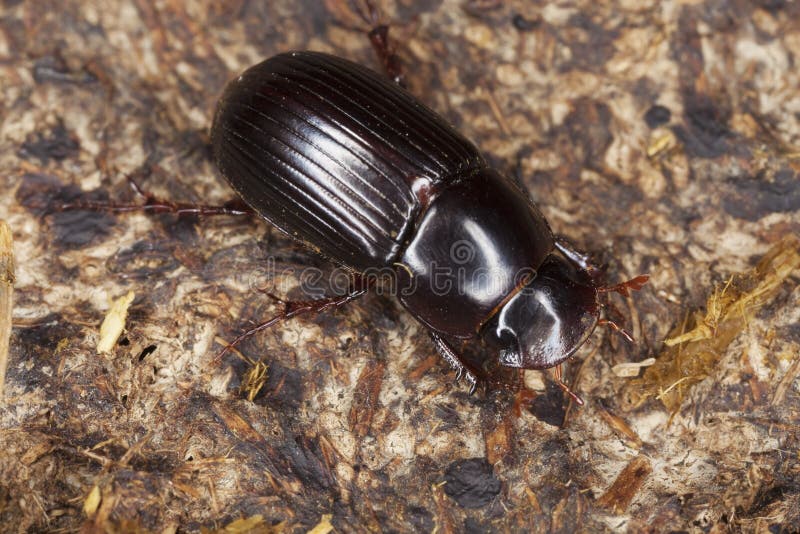 De kever van de mest (Aphodius rufipes) royalty-vrije stock fotografie De kever van de mest (Aphodius rufipes) royalty-vrije stock fotografie
