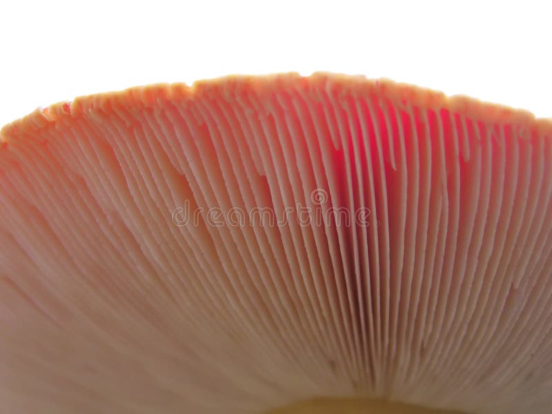 Macro shot of a mushroom from below, revealing soft pink fleshy gills. Macro shot of a mushroom from below, revealing soft pink fleshy gills.