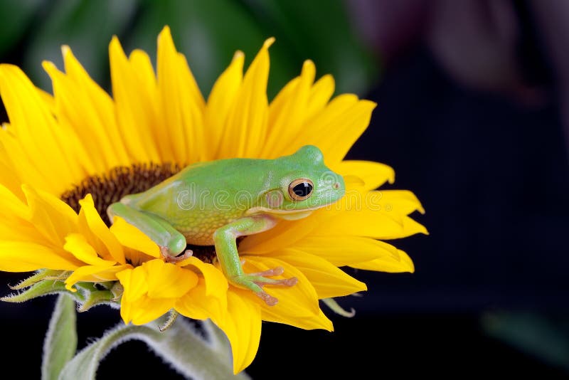 De kikker die van de boom op een bloem wacht stock afbeelding De kikker die van de boom op een bloem wacht stock afbeelding