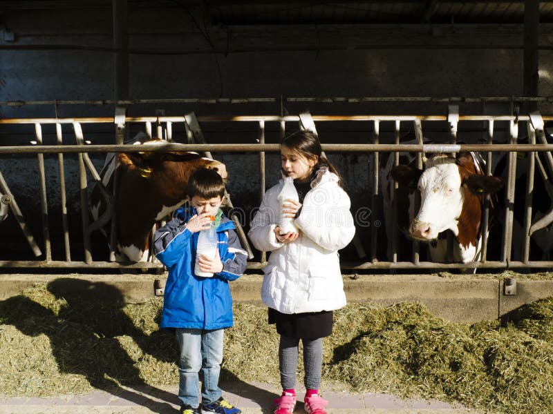 De kinderen drinken verse melk, van de flessen op een landbouwbedrijf, achter Th royalty-vrije stock afbeelding De kinderen drinken verse melk, van de flessen op een landbouwbedrijf, achter Th royalty-vrije stock afbeelding