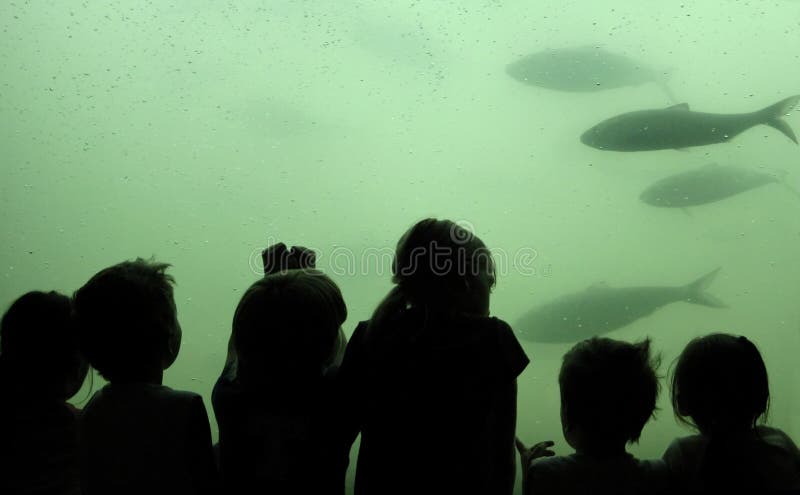 De kinderen letten op vissen stock afbeelding De kinderen letten op vissen stock afbeelding