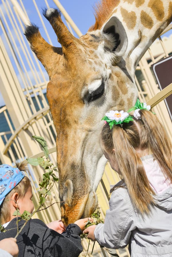 De kinderen voeden een giraf bij de dierentuin Weinig jongen en meisje voeden dieren bij de dierentuin royalty-vrije stock afbeeldingen De kinderen voeden een giraf bij de dierentuin Weinig jongen en meisje voeden dieren bij de dierentuin royalty-vrije stock afbeeldingen
