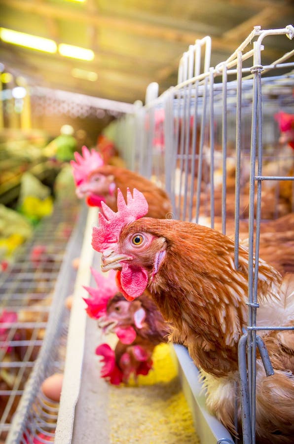De kippen van het gevogeltelandbouwbedrijf en eieren, vogelhuis stock afbeelding De kippen van het gevogeltelandbouwbedrijf en eieren, vogelhuis stock afbeelding