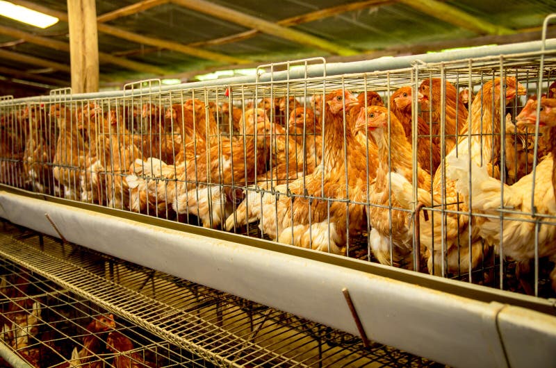 De kippen van het gevogeltelandbouwbedrijf en eieren, vogelhuis royalty-vrije stock foto's De kippen van het gevogeltelandbouwbedrijf en eieren, vogelhuis royalty-vrije stock foto's