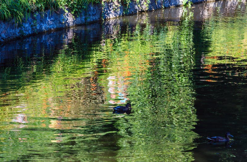 De kleine oppervlakte van het de zomermeer met groene bezinningen stock foto's De kleine oppervlakte van het de zomermeer met groene bezinningen stock foto's