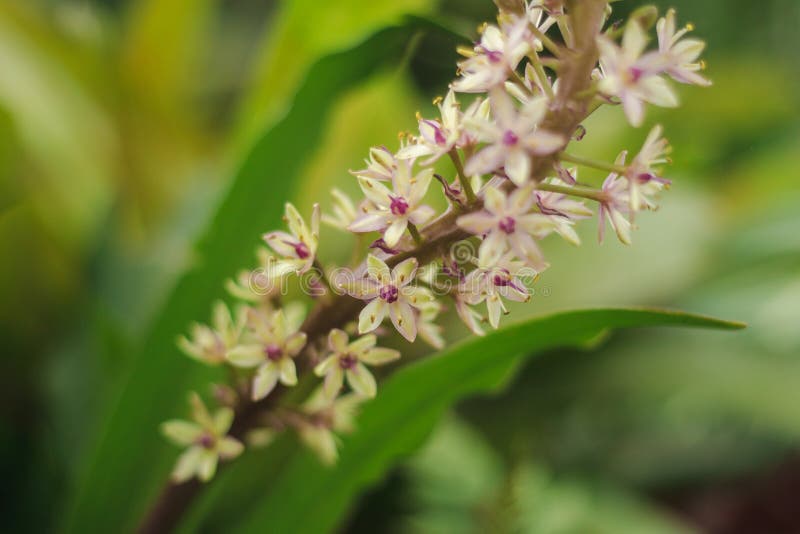 De kleine purpere orchidee is een mooie sierplant stock foto De kleine purpere orchidee is een mooie sierplant stock foto