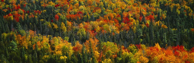 Autumn color at Porcupine State Park, Michigan's Upper Peninsula, Michigan. Autumn color at Porcupine State Park, Michigan's Upper Peninsula, Michigan