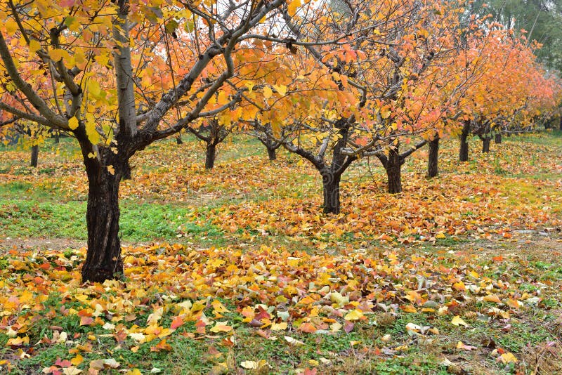 De kleurrijke meidoorn stock foto