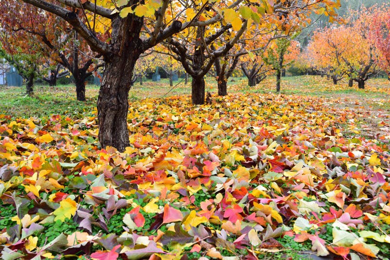 De kleurrijke meidoornboom royalty-vrije stock afbeeldingen