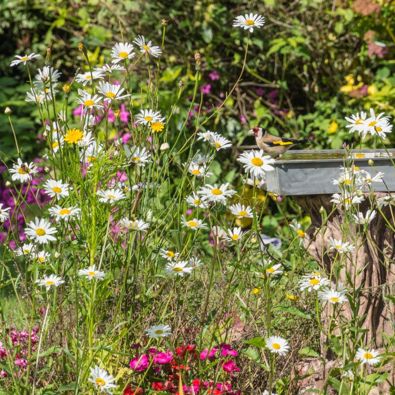 De kleurrijke Tuin van het Land royalty-vrije stock afbeeldingen De kleurrijke Tuin van het Land royalty-vrije stock afbeeldingen