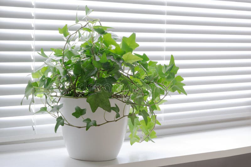 De klimop van bloemhedera in wit een pot op de lichte vensterbank Binnenbloem voor bureauconcept stock afbeeldingen De klimop van bloemhedera in wit een pot op de lichte vensterbank Binnenbloem voor bureauconcept stock afbeeldingen