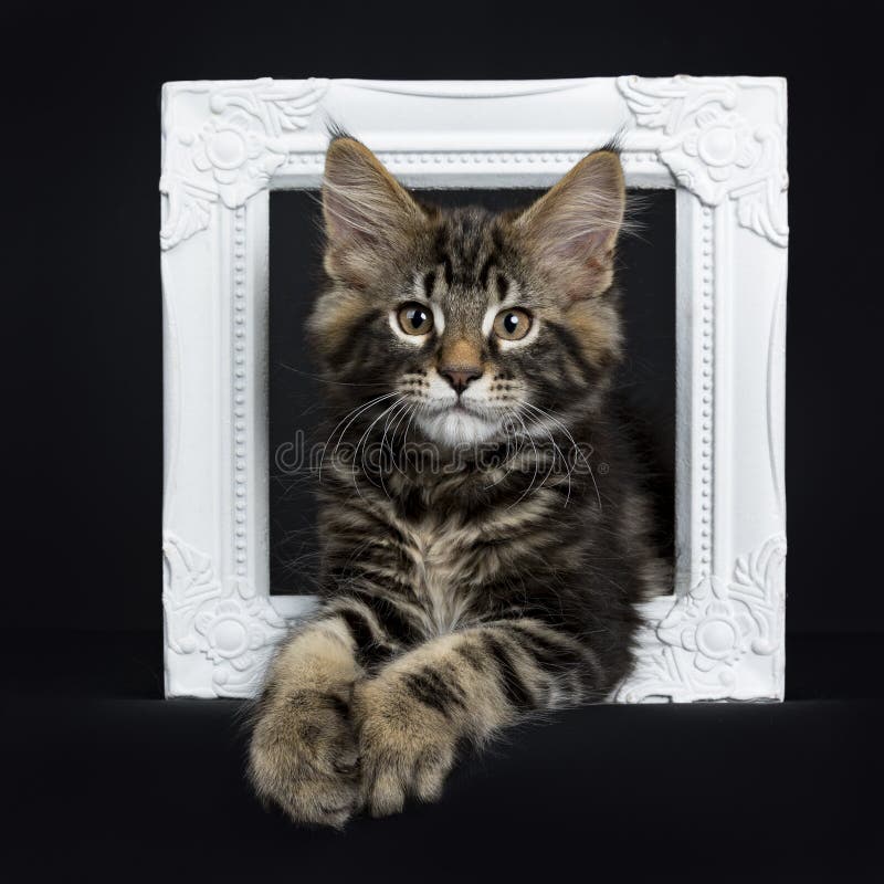 De knappe zwarte kat van gestreepte katmaine coon royalty-vrije stock foto De knappe zwarte kat van gestreepte katmaine coon royalty-vrije stock foto