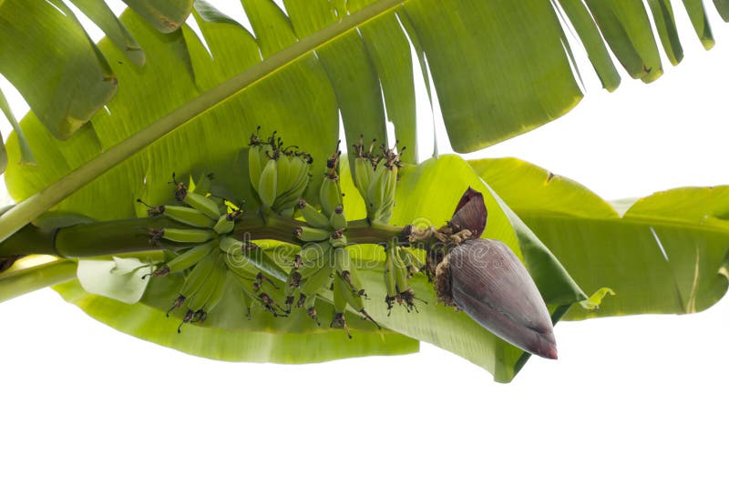 De knop en de bos van de banaan stock afbeeldingen De knop en de bos van de banaan stock afbeeldingen