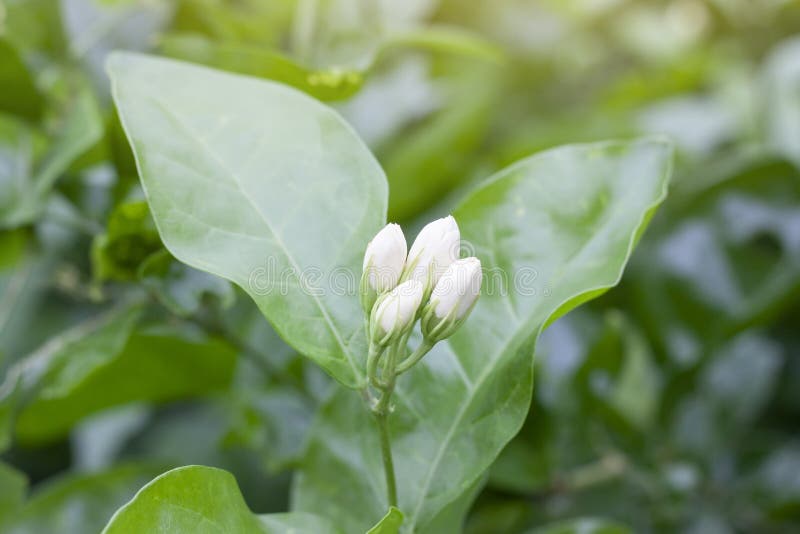 De knop van de Jasminumbloem met zonlicht in de ochtend stock foto's De knop van de Jasminumbloem met zonlicht in de ochtend stock foto's