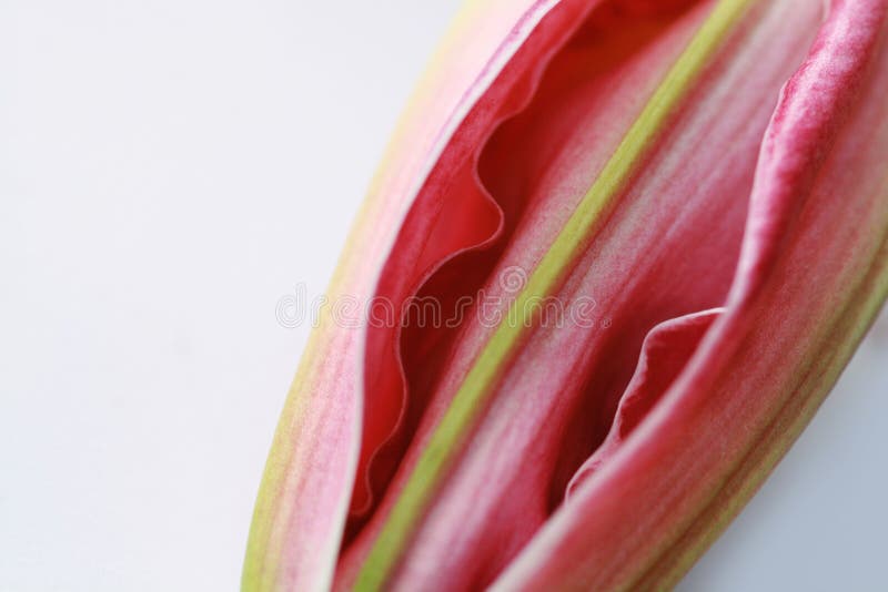 Macro shot of a pink lily bud, its petals about to open. Macro shot of a pink lily bud, its petals about to open.