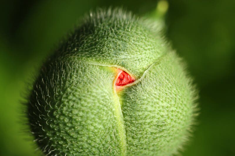 Macro van een papaverknop royalty-vrije stock foto's