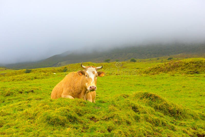 De koe van de Azoren - Pico-van het eiland, Landbouwbedrijfdieren in de wilde, Stormachtige donkere dag stock afbeelding De koe van de Azoren - Pico-van het eiland, Landbouwbedrijfdieren in de wilde, Stormachtige donkere dag stock afbeelding