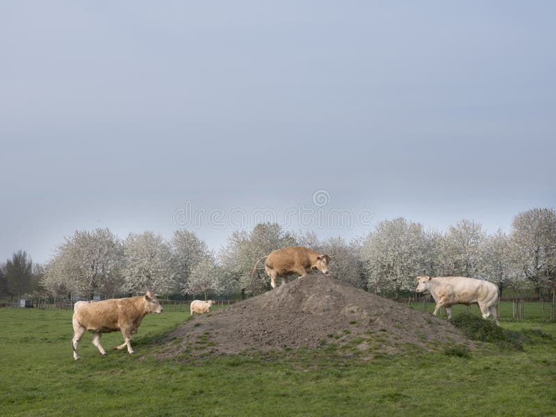 De koeien van blonded ?Aquitaine in de lentelandschap met tot bloei komende bomen dichtbij Utrecht in Holland stock foto De koeien van blonded ?Aquitaine in de lentelandschap met tot bloei komende bomen dichtbij Utrecht in Holland stock foto