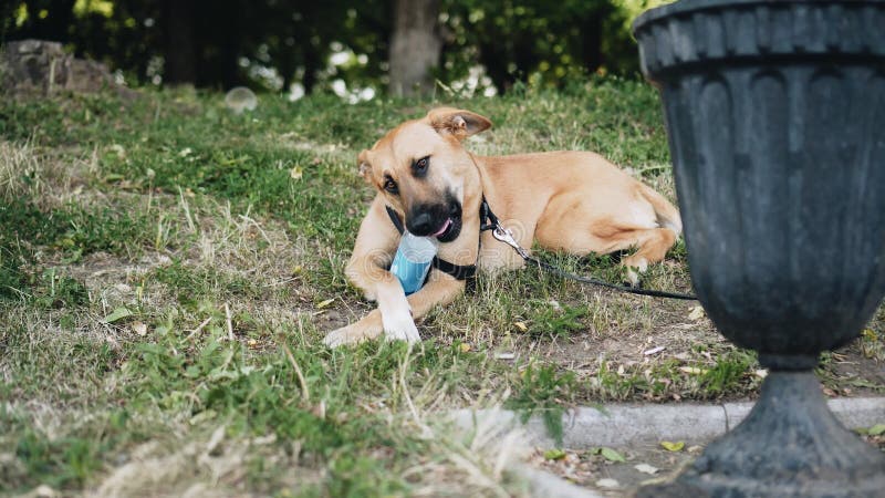 De koele hond in het Park die een fles van poten houden en kauwt de hals Koel ogenblik