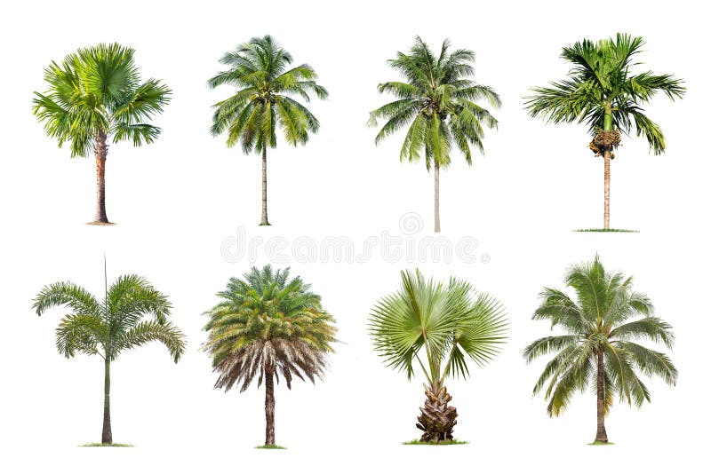 De kokosnoot en de palmen isoleerden boom op witte achtergrond, de inzameling van bomen royalty-vrije stock foto De kokosnoot en de palmen isoleerden boom op witte achtergrond, de inzameling van bomen royalty-vrije stock foto