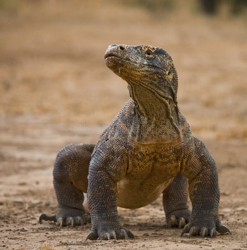 Komodo dragon is on the ground. Indonesia. Komodo National Park. An excellent illustration. Komodo dragon is on the ground. Indonesia. Komodo National Park. An excellent illustration.