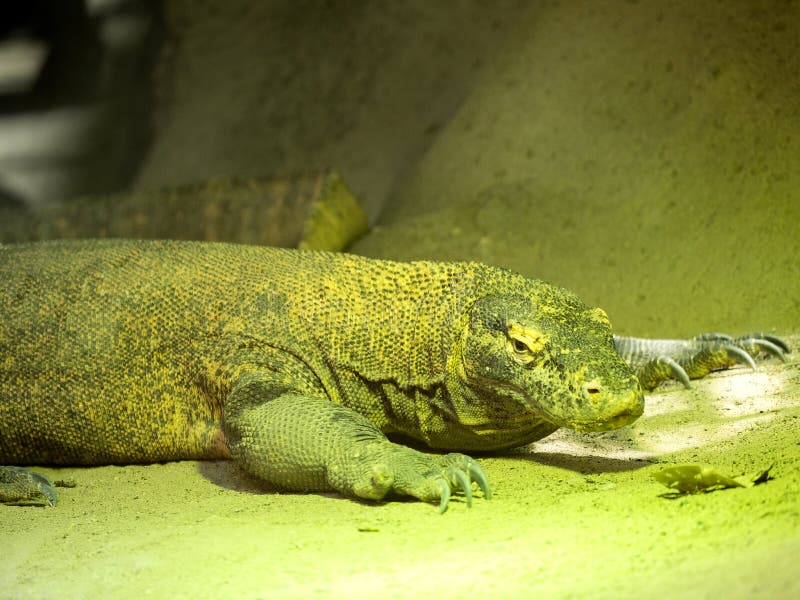 De Komododraak, Varanus-komodoensis, is grootste varan stock afbeelding