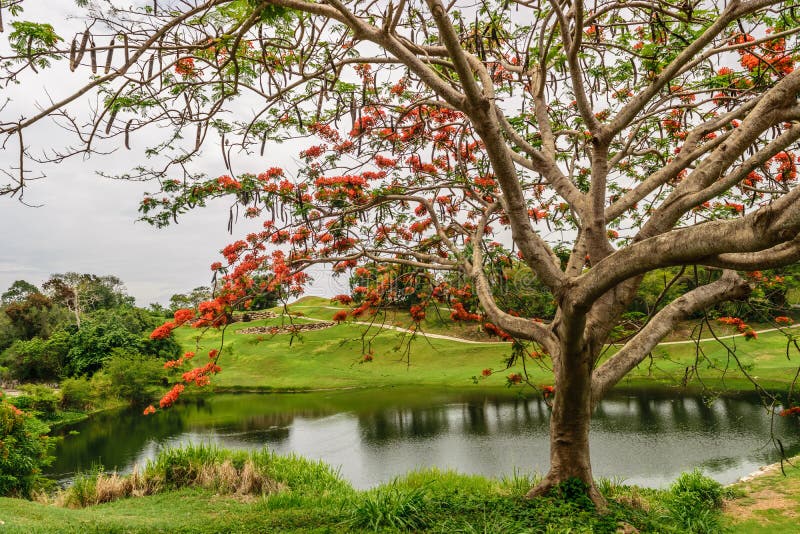 De koninklijke Poinciana-boom Delonix Regia riep ook Vlamboom royalty-vrije stock foto's De koninklijke Poinciana-boom Delonix Regia riep ook Vlamboom royalty-vrije stock foto's