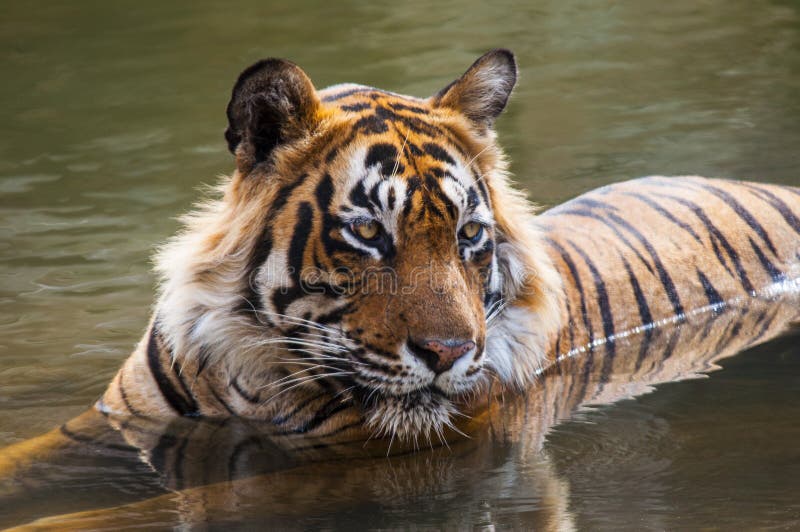 De koninklijke Tijger van Bengalen stock foto De koninklijke Tijger van Bengalen stock foto