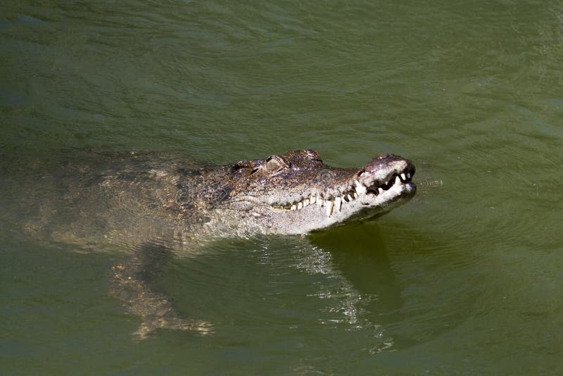 Saltwater crocodile swimming with it's head out of water and jaws ready to grab. Saltwater crocodile swimming with it's head out of water and jaws ready to grab.