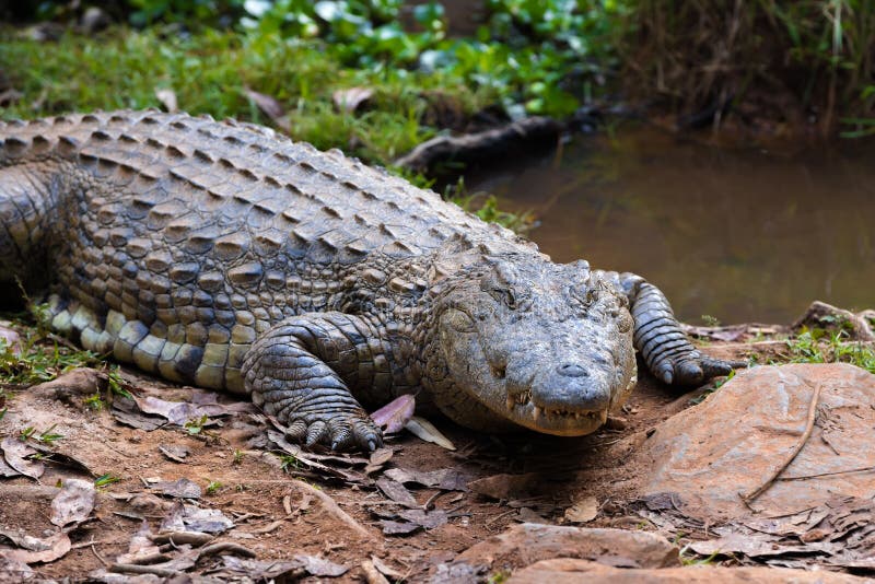 De Krokodil van Madagascar, Crocodylus-niloticus stock fotografie De Krokodil van Madagascar, Crocodylus-niloticus stock fotografie