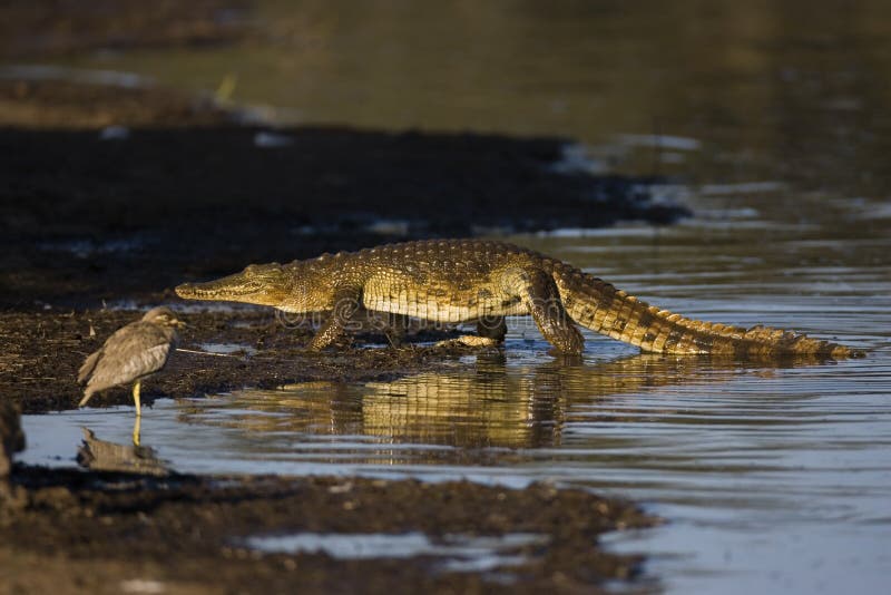 Nile crocodile; crocdylus niloticus; South Africa. Nile crocodile; crocdylus niloticus; South Africa