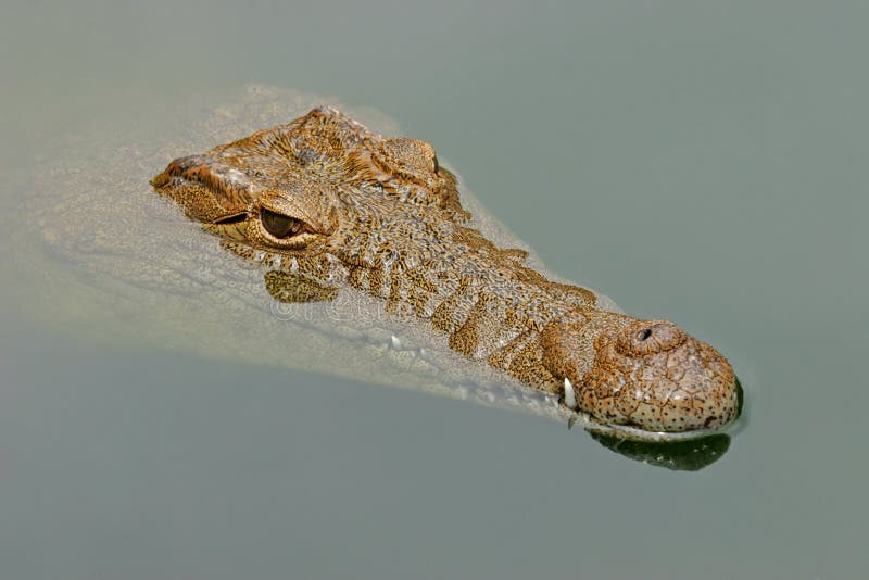 Portrait of a nile crocodile (Crocodylus niloticus) submerged in water, South Africa. Portrait of a nile crocodile (Crocodylus niloticus) submerged in water, South Africa