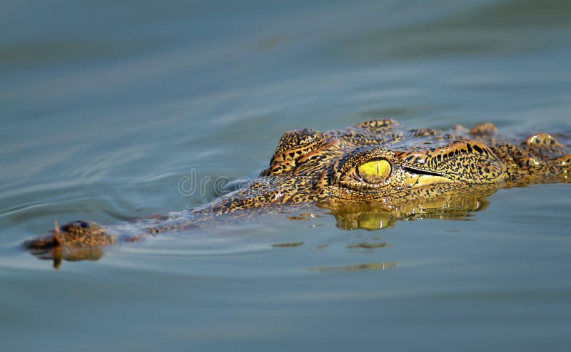 Close-up of an immature Nile crocodile ( crocodylus niloticus ). Close-up of an immature Nile crocodile ( crocodylus niloticus )