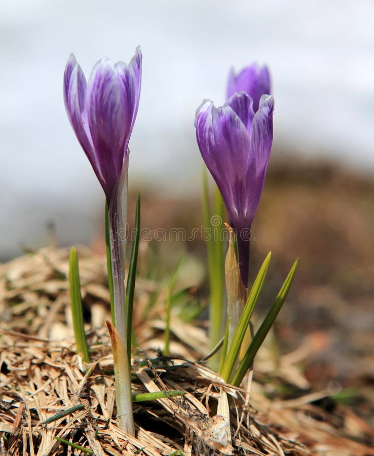 Spring crocus flowers with snow in background. Spring crocus flowers with snow in background