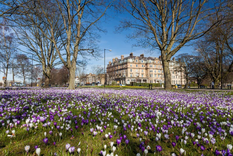 Crocussen op de Harrogate Stray stock afbeeldingen