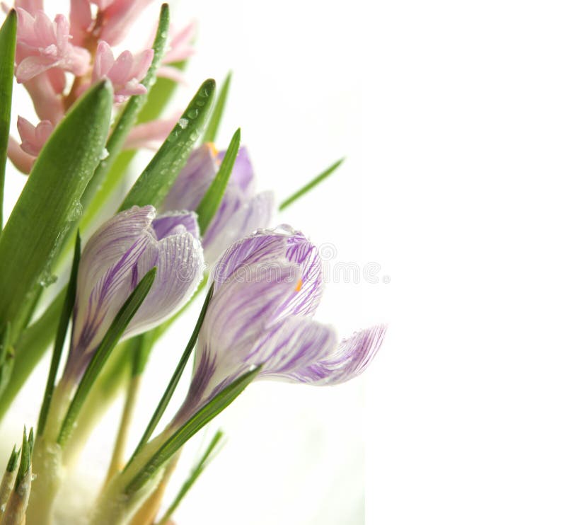 Lente krokussen royalty-vrije stock fotografie